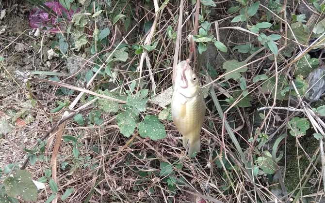 鲫鱼一年繁殖几次