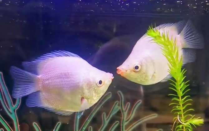 接吻鱼能长多大