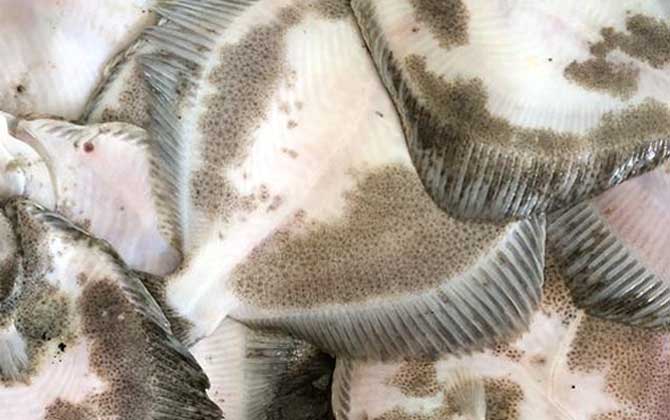 鳎目鱼和巴沙鱼一样吗