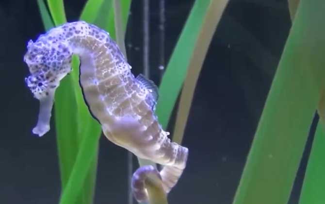 海马是胎生还是卵生