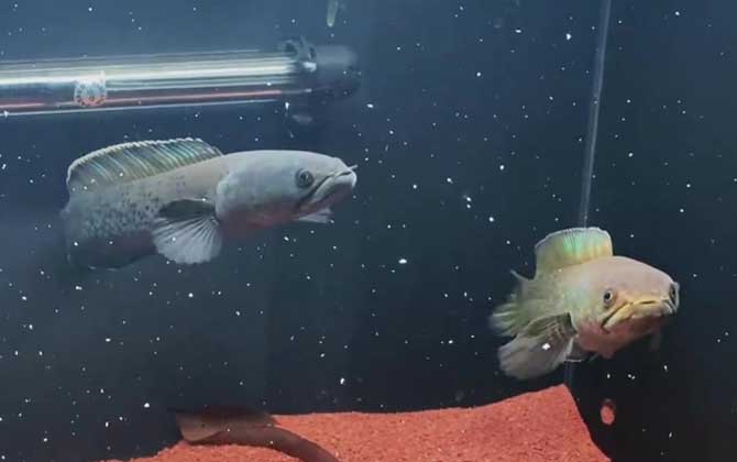 鬼王雷龙是什么鱼