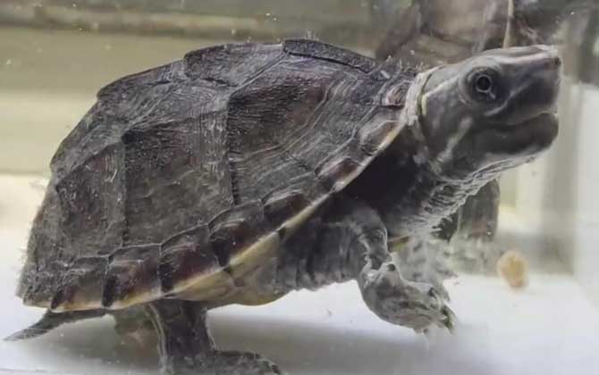 麝香龟是什么龟