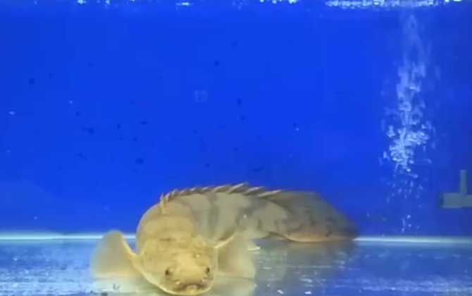 九角龙鱼是什么鱼